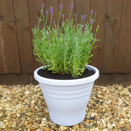 Lavender Blue Planter Pair - Plants2Gardens