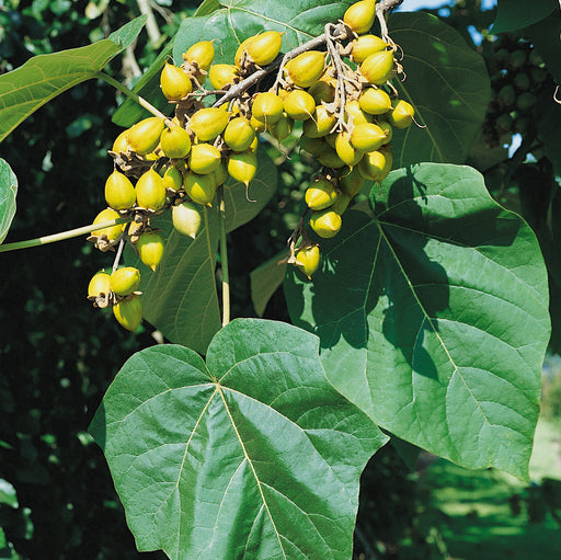 Paulownia Tomentosa - Plants2Gardens