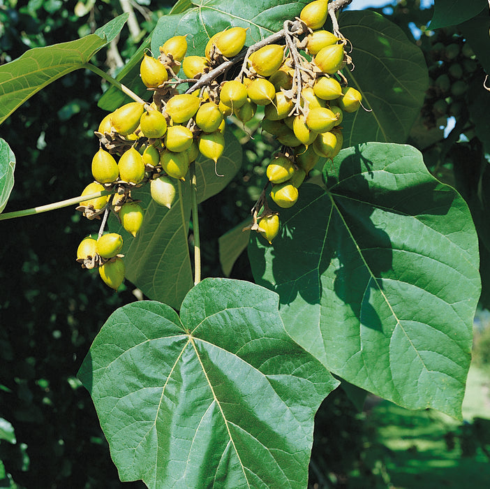 Paulownia Tomentosa - Plants2Gardens