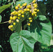 Paulownia Tomentosa - Plants2Gardens