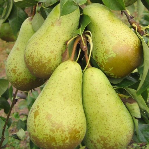 Pear Conference - Plants2Gardens