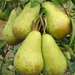 Pear Conference - Plants2Gardens