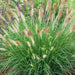Pennisetum hameln - Plants2Gardens