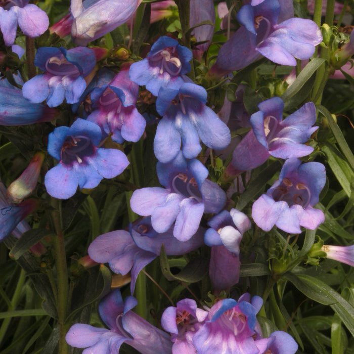 Penstemon Electric Blue 6 Plant Pack - Dispatches from 20th March - Plants2Gardens