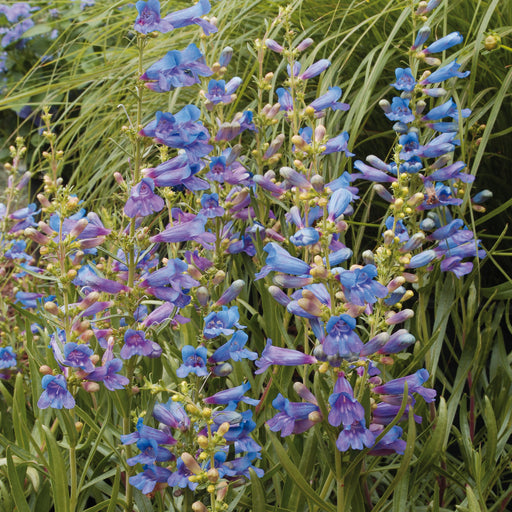 Penstemon Electric Blue 6 Plant Pack - Despatch from WC 2nd May - Plants2Gardens