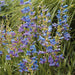 Penstemon Electric Blue 6 Plant Pack - Dispatches from 20th March - Plants2Gardens