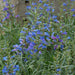 Penstemon Electric Blue 6 Plant Pack - Dispatches from 20th March - Plants2Gardens