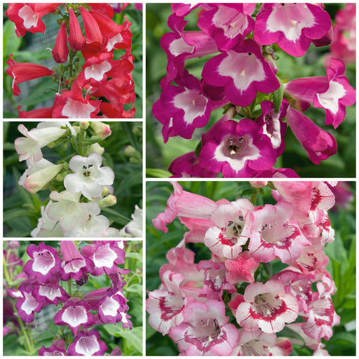 Penstemon Phoenix 5 Plant Collection - Plants2Gardens