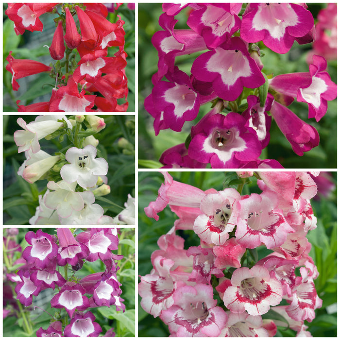 Penstemon Phoenix 5 Plant Collection - Plants2Gardens