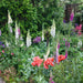 Cottage Garden Perennial Mix 12 Plant Pack - Plants2Gardens