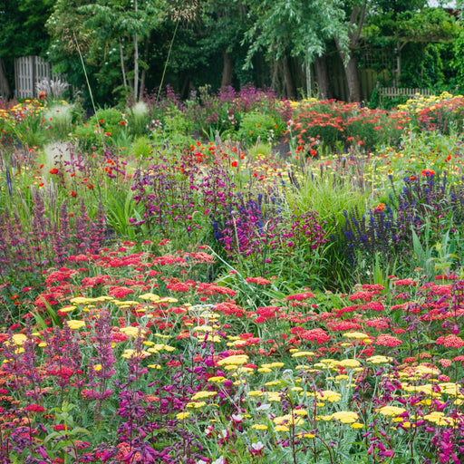 Cottage Garden Perennial Mix 12 Plant Pack - Plants2Gardens