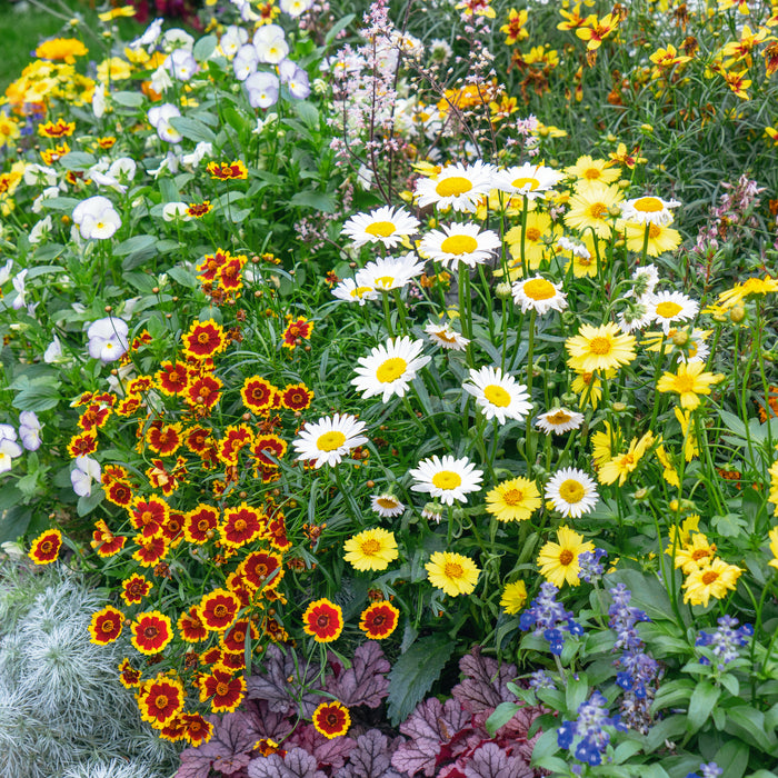 Cottage Garden Perennial Mix 12 Plant Pack - Plants2Gardens