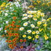 Cottage Garden Perennial Mix 12 Plant Pack - Plants2Gardens