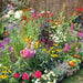 Cottage Garden Perennial Mix 12 Plant Pack - Plants2Gardens