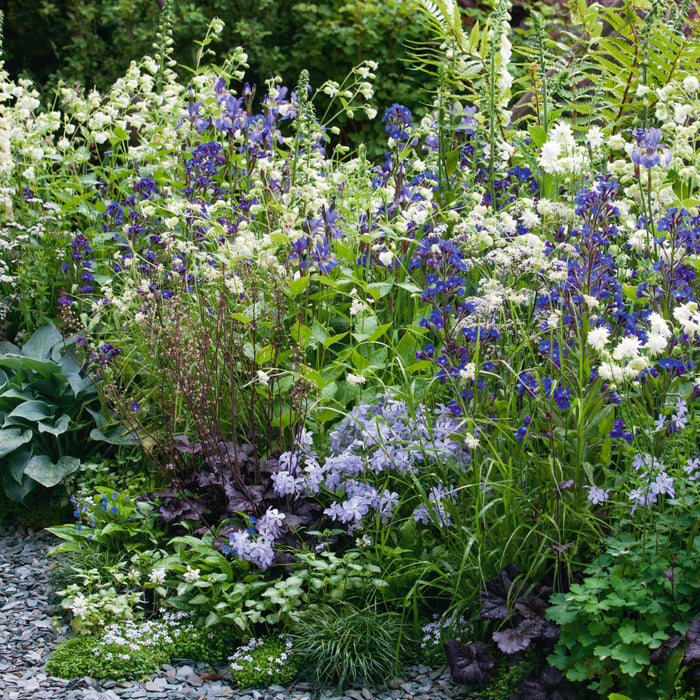 Cottage Garden Perennial Mix 12 Plant Pack - Plants2Gardens
