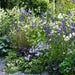 Cottage Garden Perennial Mix 12 Plant Pack - Plants2Gardens