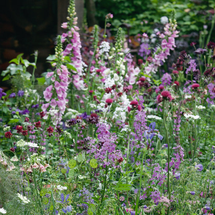 Cottage Garden Perennial Mix 12 Plant Pack - Plants2Gardens