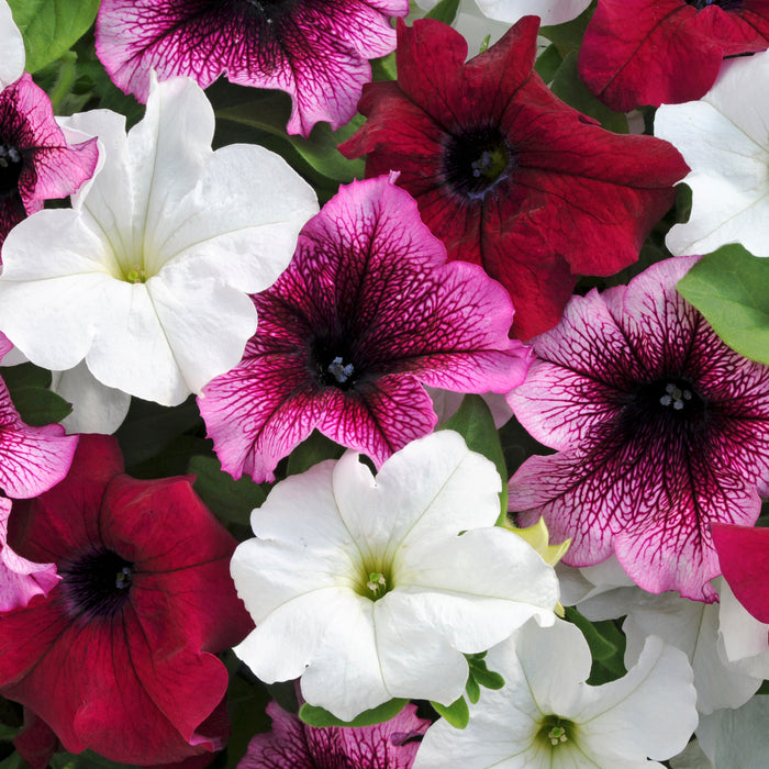 Petunia Express Forest Berry 20 Plant Pack - Plants2Gardens