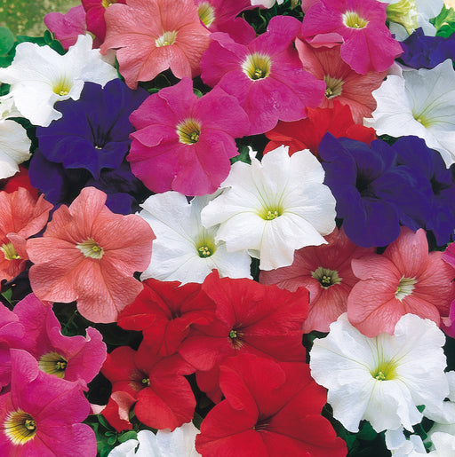 Petunia Bedding Mix 20 Plant Pack - Plants2Gardens