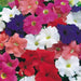 Petunia Bedding Mix 20 Plant Pack - Plants2Gardens
