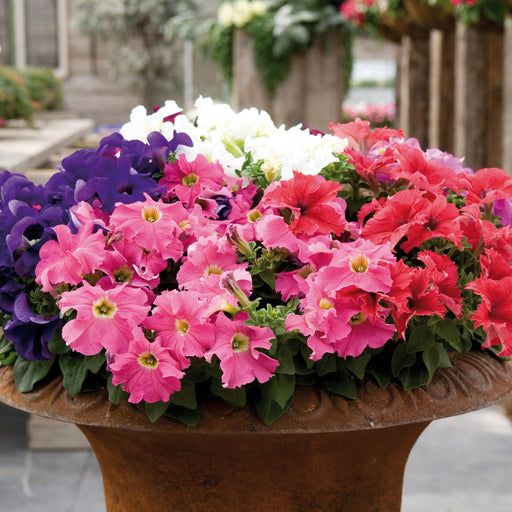 Petunia Bedding Mix 20 Plant Pack - Plants2Gardens
