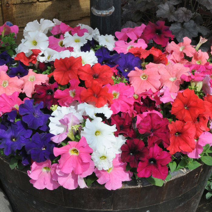 Petunia Bedding Mix 20 Plant Pack - Plants2Gardens