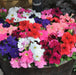 Petunia Bedding Mix 20 Plant Pack - Plants2Gardens