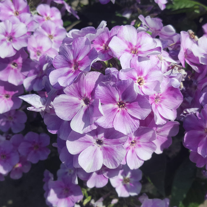 Phlox Bambini Lucky Lilac 3 x 9cm - Plants2Gardens
