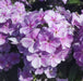 Phlox Bambini Lucky Lilac 3 x 9cm - Plants2Gardens