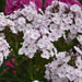 Phlox Garden Girls 6 x 6cm - Dispatches from 11th March - Plants2Gardens