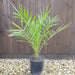Phoenix canariensis Palm - Plants2Gardens