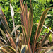 Phormium Flamingo 4.5Ltr - Plants2Gardens