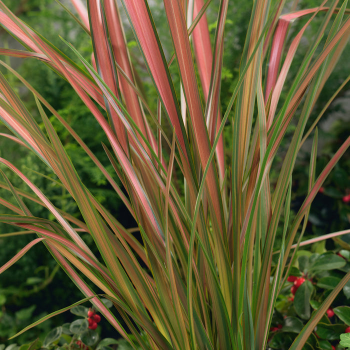 Formium Jester Phormium Jester (3 Litre) — Plants2Gardens