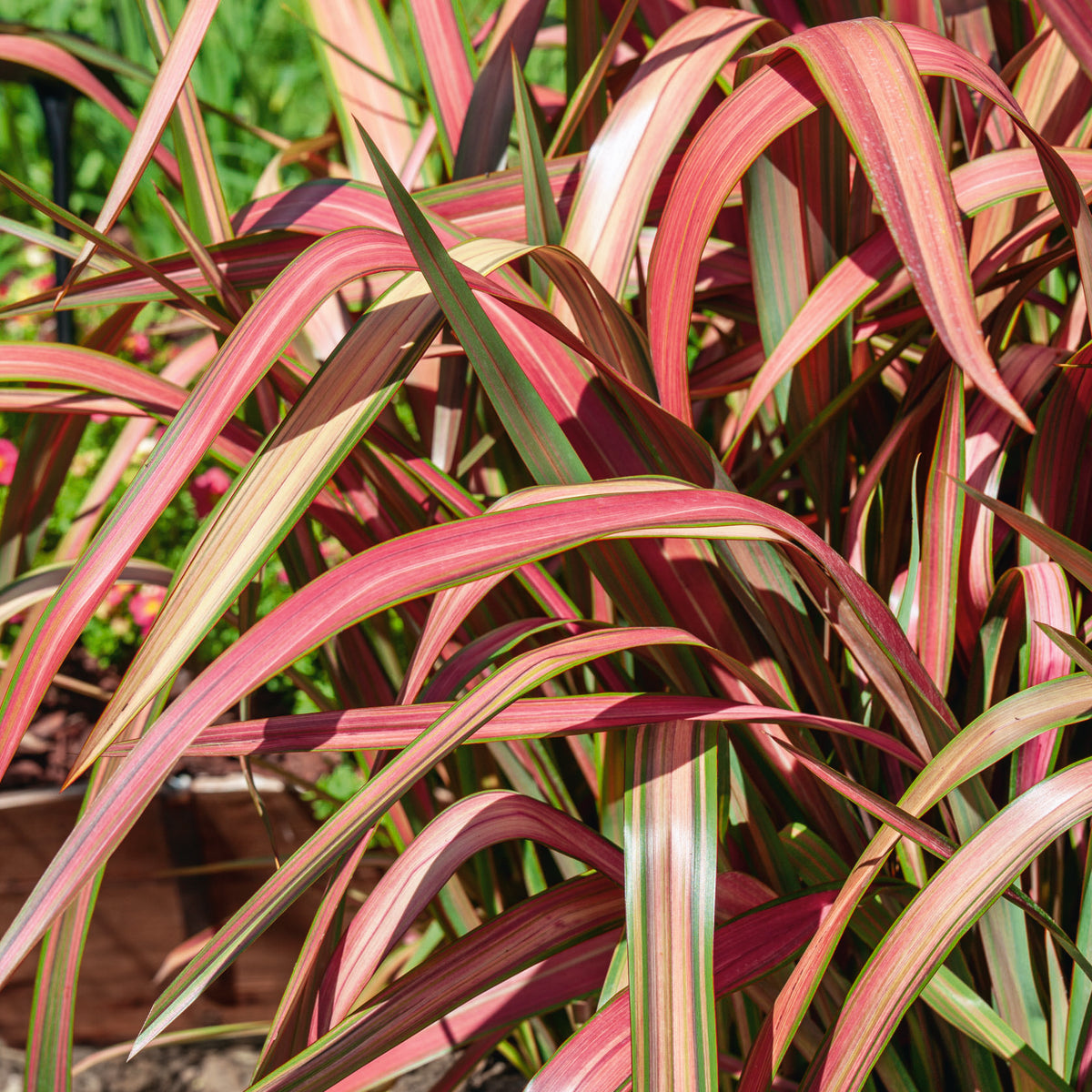 Formium Jester Phormium Jester (3 Litre) — Plants2Gardens