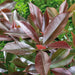 Photinia fraseri Red Robin - Plants2Gardens