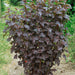 Physocarpus Red Baron 3 Ltr - Plants2Gardens