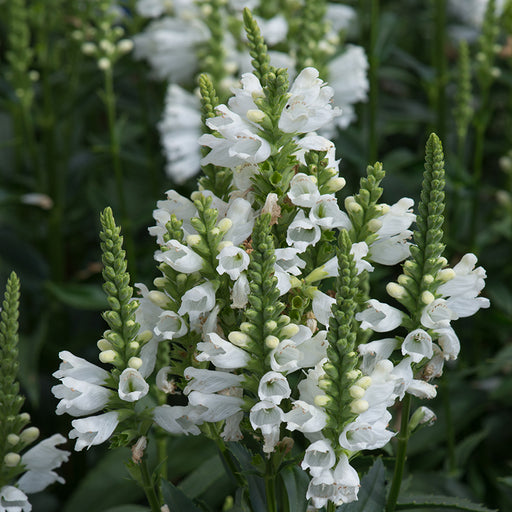 Physostegia Crystal Peak 6 Plant Pack - Plants2Gardens