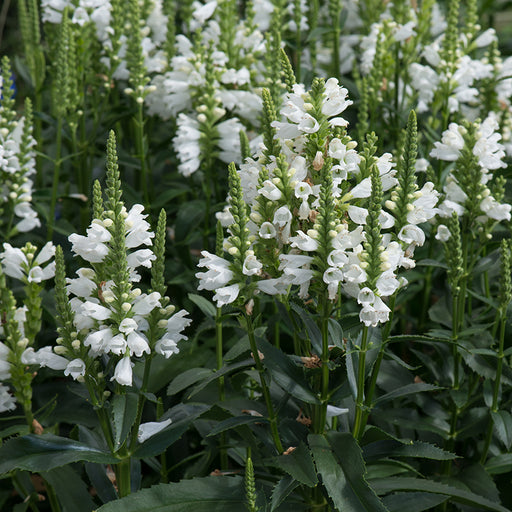Physostegia Crystal Peak 6 Plant Pack - Plants2Gardens