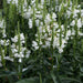 Physostegia Crystal Peak 6 Plant Pack - Plants2Gardens