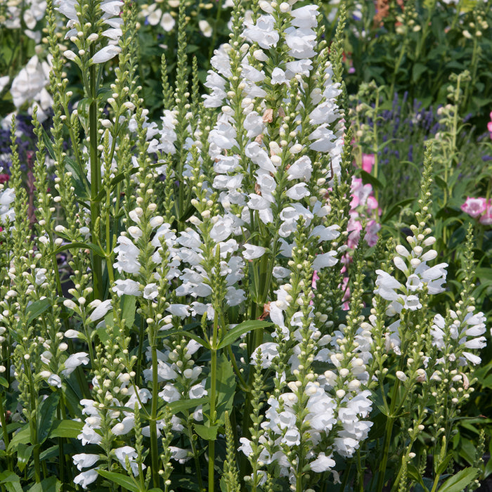 Physostegia Crystal Peak 6 Plant Pack - Plants2Gardens