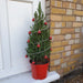 Picea Conica - Christmas Tree - Plants2Gardens