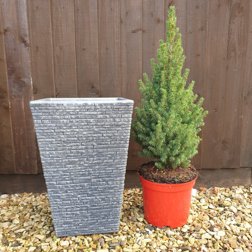 2 x Picea and 2 x Slate Planter - Plants2Gardens