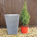 2 x Picea and 2 x Slate Planter - Plants2Gardens