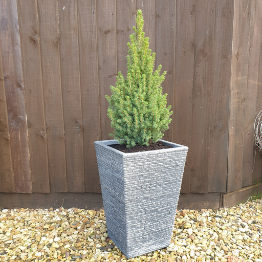 2 x Picea and 2 x Slate Planter - Plants2Gardens