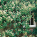 Pileostegia viburnoides - Evergreen Climbing Hydrangea 3 Ltr - Plants2Gardens