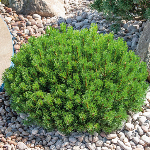 Pinus mugo Pumilo 4.5 ltr - Plants2Gardens
