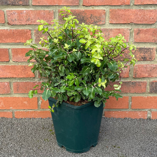 Pittosporum Abbotsbury Gold - Plants2Gardens