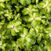 Pittosporum Abbotsbury Gold - Plants2Gardens