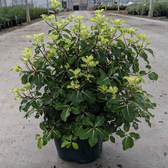 Pittosporum Abbotsbury Gold - Plants2Gardens