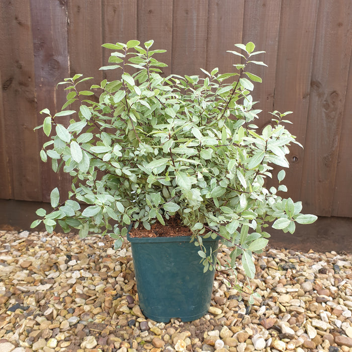 Pittosporum Silver Ball - Plants2Gardens